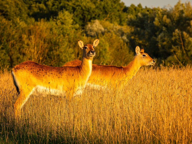 Orvis Builders Helps Bring Wildlife Education to Life at Watatunga Wildlife Reserve